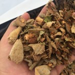 14212129_1729872510607890_615312191734538286_n